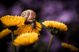 Süße Schnecke/12950275