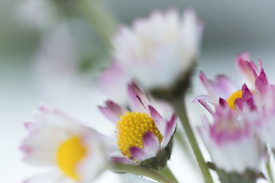 Zarte Gänseblümchen /12950276