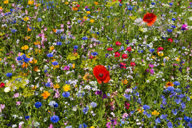 Blumenwiese 1/12950289