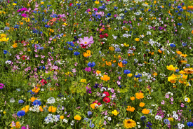 Blumenwiese 2/12950290