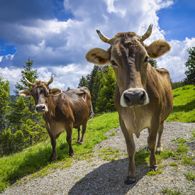 BRAUNVIEH II teilweise mit KI/12950556