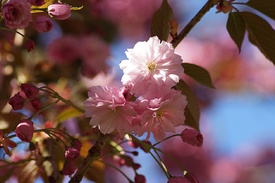 World of Cherries/12951824