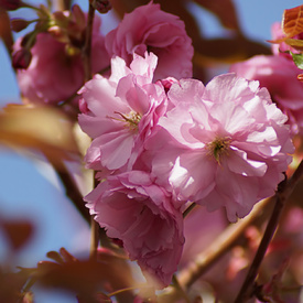 Aufgeblüht/12951825