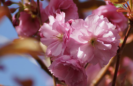 Beauty of Blossoms/12951826