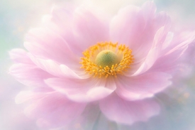 Sanfte Pastell-Anemone in traumhafter Unschärfe KI/12952345