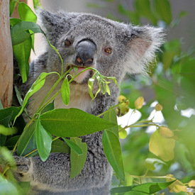 Koala/12953027