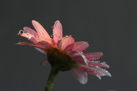 Gerbera/12954739