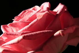 Rose/12954742