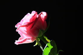 Rose/12954743
