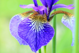 Iris/12954744