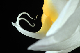 Orchidee/12955403