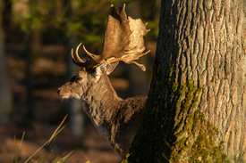 Damhirsch hinter einem Baum/12955649