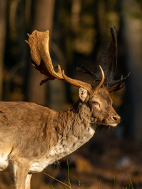 Damhirsch in einem Laubwald/12955652