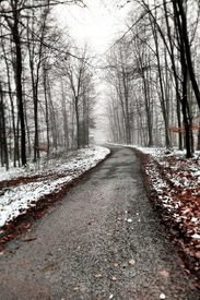 Waldweg im Winter /12956436