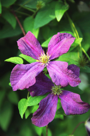 lila Clematis/12956686