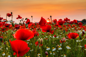 Mohn im Sonnenuntergang/12958069