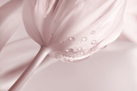 Zarte Tulpe/12958211