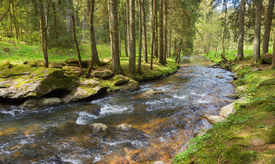 Bach im Liebestal bei Viechtach Niederbayern/12958270
