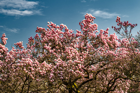 Im Magnolien-Hain/12958471
