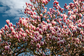 Magnolien in voller Blüte/12958472