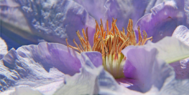 Clematis/12959744