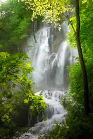 Wasserfall in einem üppig grünen Wald/12960369