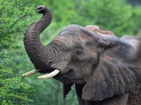 Elefant in Südafrika/12960900