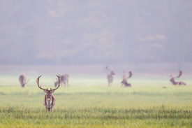 Damhirsche im Morgennebel/12960902