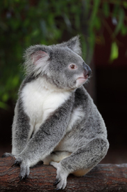 Koala/12960904