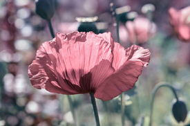 Mohnblumen/12960946