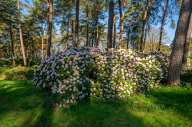blühender Rhododendron in einem Nadelwald/12961846