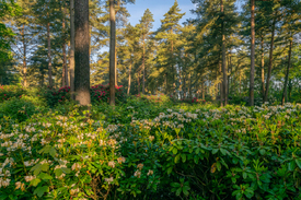 Rhododendronwald/12961848