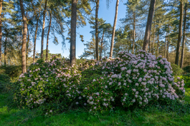wunderschöner Rhododendronwald/12961849