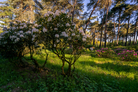 Der Rhododendronwald in Dülmen/12961850
