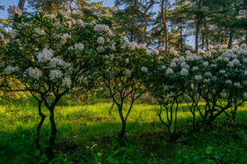Rhododendronwald in Dülmen/12961851
