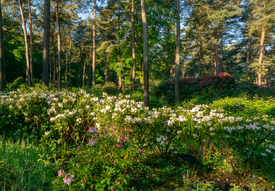 Rhododendronwald am frühen Morgen /12961852