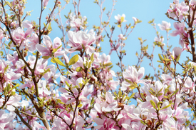 Magnolienblüten/12962828