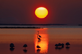 Flamingo Sunrise/12963107