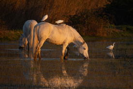Camargue-Pferde im Morgenlicht/12963108