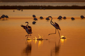 Flamingos landen im Flachwasser/12963110