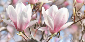 Magnolien/12963572