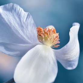 Anemone/12965465