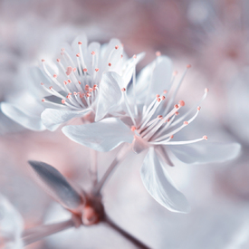 Frühlingsblüten/12965856