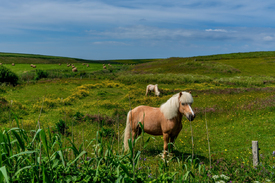 Idylle in Dänemark/12965938