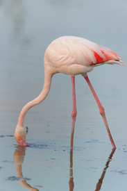 Rosaflamingo in der Camargue/12965943