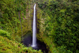 Akaka Falls/12965947