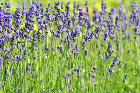 Lavendel/12966677
