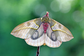Pfauenspinner /12967465