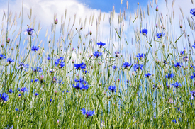 Kornblumen/12967720