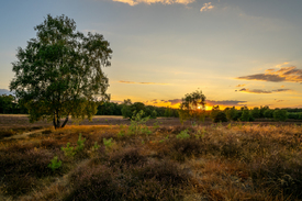 Birken in der Abenddämmerung/12968149